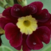 Auricula Ruby Hyde - Abriachan Nurseries